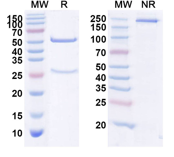 Human F11 (Xisomab 3G3) Antibody - SDS-PAGE