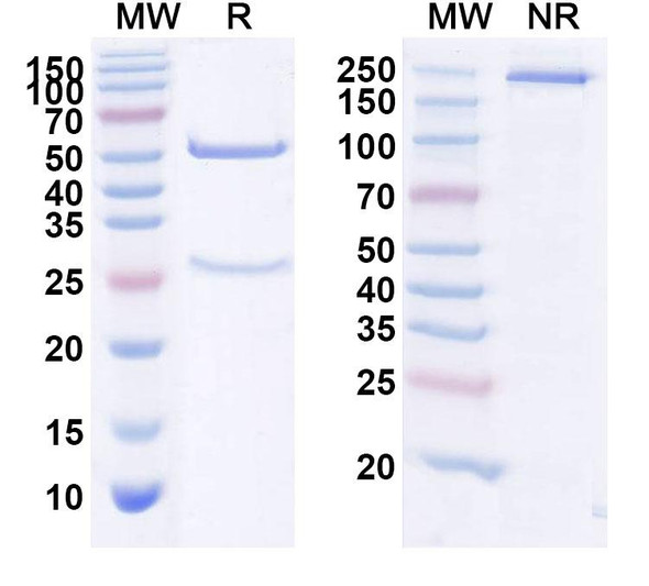 Human F11 (Xisomab 3G3) Antibody - SDS-PAGE