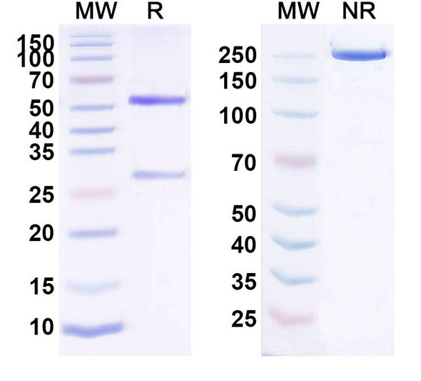 Human CD307e/FCRL5 (RG7598) Antibody - SDS-PAGE