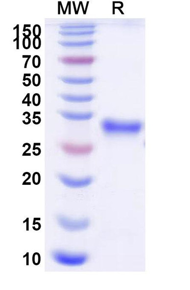 Efgartigimod (Research-Grade) - SDS-PAGE