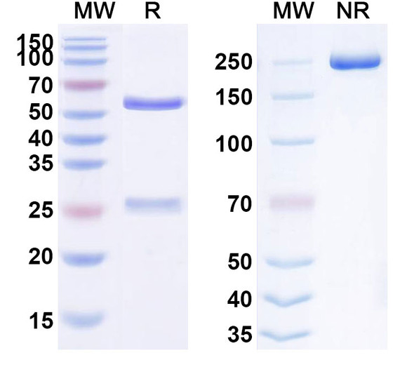Human FGF2/bFGF (HuGAL-F2) Antibody - SDS-PAGE