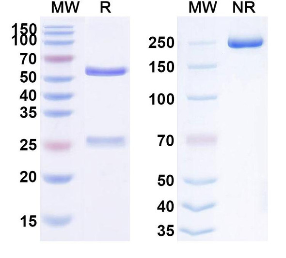 Human FGF21 (CVX-343) Antibody - SDS-PAGE
