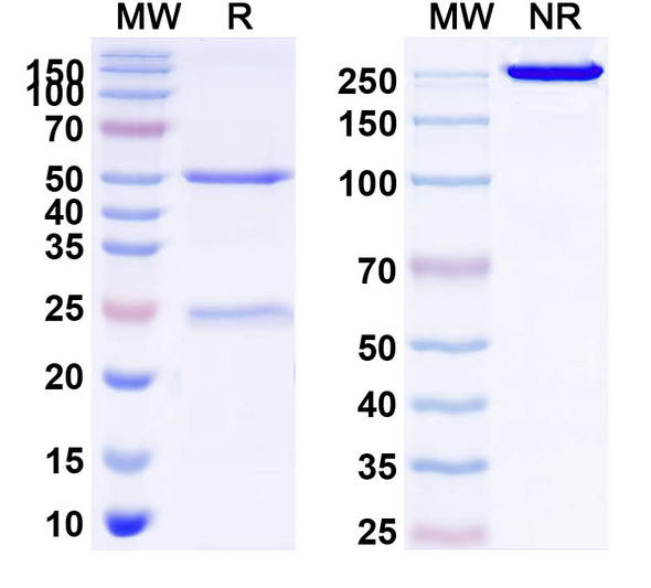 Human CD331/FGFR1 (OM-RCA-01) Antibody - SDS-PAGE