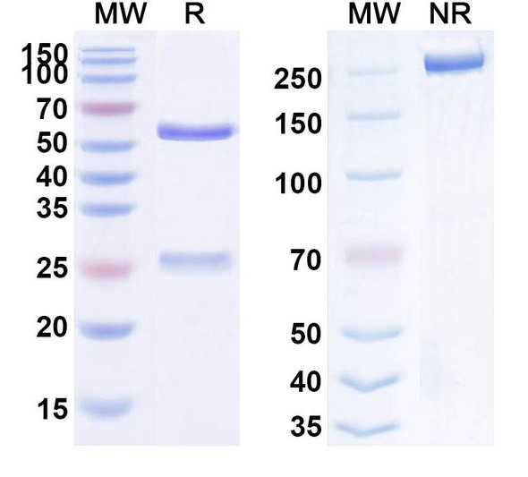 Human CD332/FGFR2 (DS-1123) Antibody - SDS-PAGE