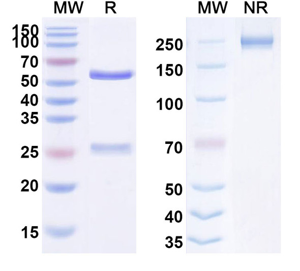 Human FN1/Fibronectin (F8-IL12) Antibody - SDS-PAGE