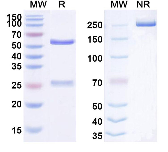 Human CD135/FLT3 (AGS62P1) Antibody (ADC, Payload-Free) - SDS-PAGE