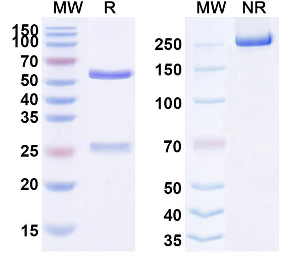 Human CD135/FLT3 (Flysyn) Antibody - SDS-PAGE