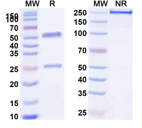 Human FLT4 (LY3022856) Antibody - SDS-PAGE