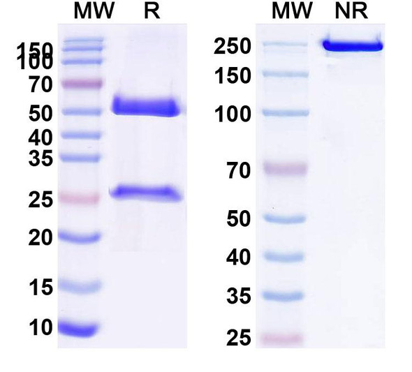 Human LGALS9 (LYT-200) Antibody - SDS-PAGE