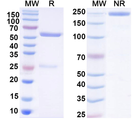Anti-RSV F/Fusion glycoprotein F0 (CR9501) Antibody - SDS-PAGE