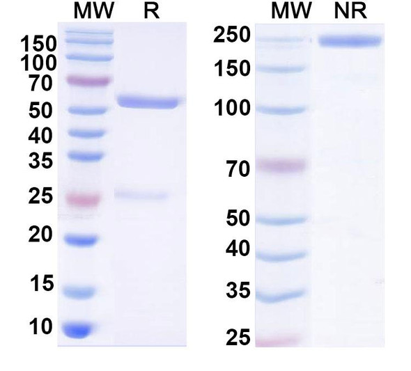 Anti-RSV F/Fusion glycoprotein F0 (CR9501) Antibody - SDS-PAGE