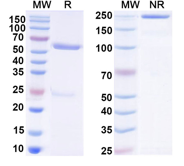 Anti-RSV F/Fusion glycoprotein F0 (hRSV90) Antibody - SDS-PAGE