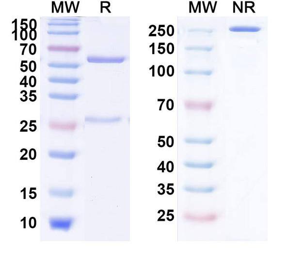 Anti-RSV F/Fusion glycoprotein F0 (R1.42) Antibody - SDS-PAGE