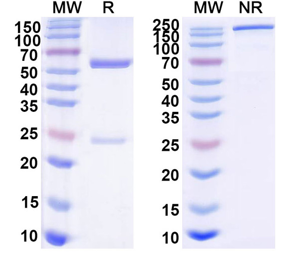 Anti-HIV gp120SU (VRC01) Antibody - SDS-PAGE
