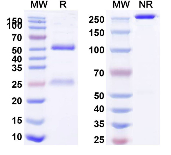 Human CD227/MUC1 (huDMB5F3) Antibody - SDS-PAGE