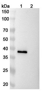 Ranevetmab Antibody - WB