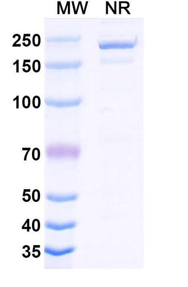 Cirevetmab Antibody - SDS-PAGE