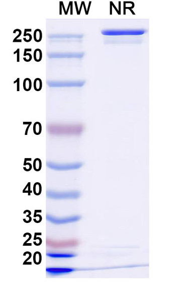 Anzurstobart Antibody - SDS-PAGE