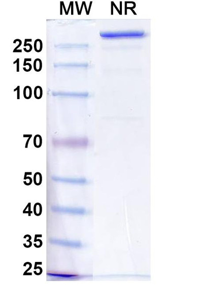 Anzurstobart Antibody - SDS-PAGE