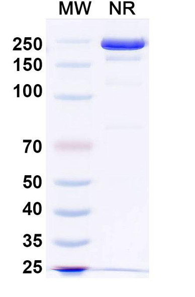 Atisnolerbart Antibody - SDS-PAGE