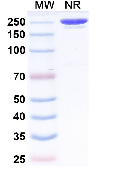 Umesolerbart Antibody - SDS-PAGE