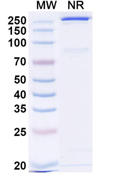 Umesolerbart Antibody - SDS-PAGE