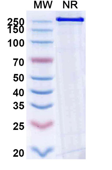 Becotatug Antibody (Becotatug Vedotin ADC, Payload-Free) - SDS-PAGE