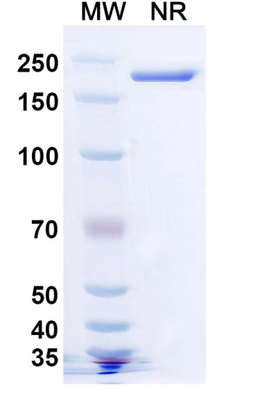 Becotatug Antibody (Becotatug Vedotin ADC, Payload-Free) - SDS-PAGE
