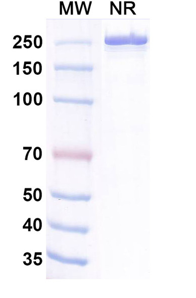 Belrestotug Antibody - SDS-PAGE