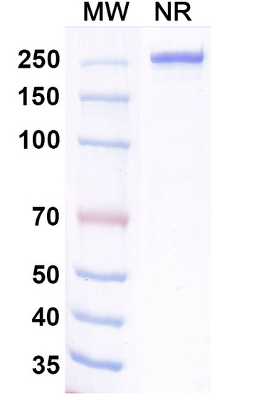 Ralzapastotug Antibody - SDS-PAGE