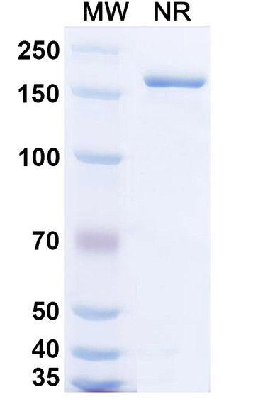 Bempikibart Antibody - SDS-PAGE