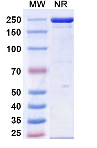 Calpurbatug Antibody - SDS-PAGE