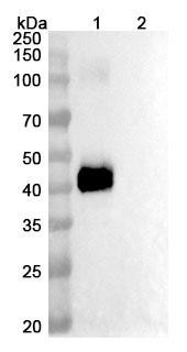 Ciduvectamig Antibody - WB