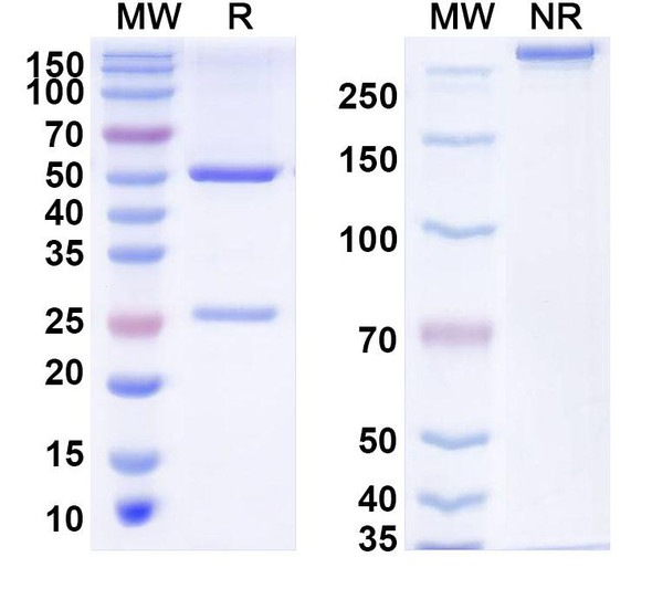 Ciduvectamig Antibody - SDS-PAGE