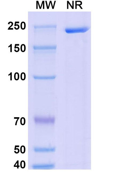 Dalnicastobart Antibody - SDS-PAGE