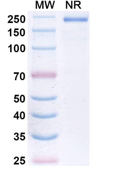 Devextinetug Antibody - SDS-PAGE