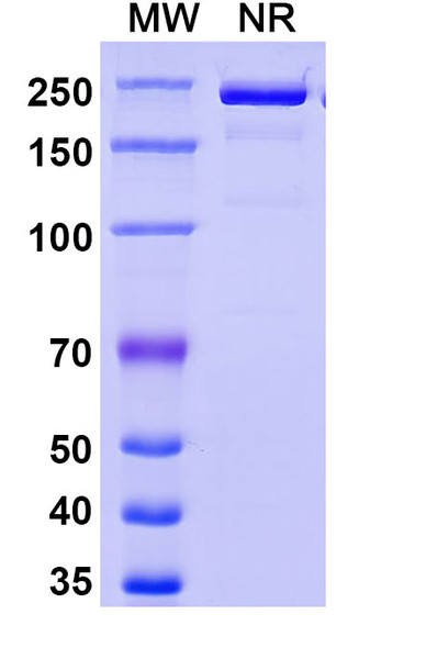 Eglatoprutug Antibody - SDS-PAGE