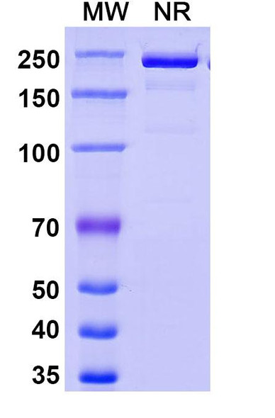 Eglatoprutug Antibody - SDS-PAGE