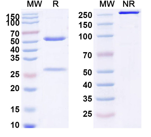 Empasiprubart Antibody - SDS-PAGE