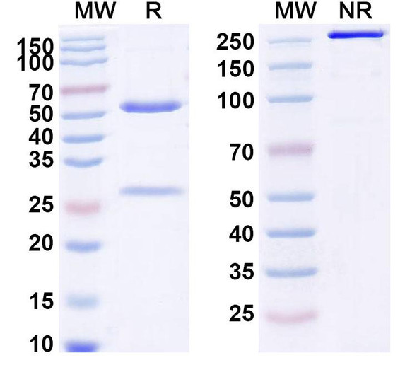 Empasiprubart Antibody - SDS-PAGE