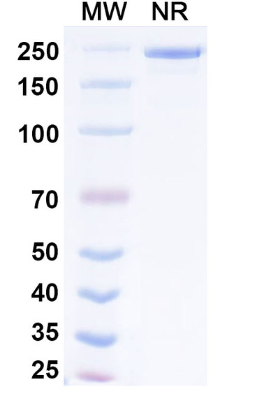 Exlinkibart Antibody - SDS-PAGE