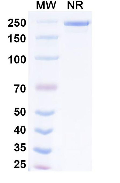 Exlinkibart Antibody - SDS-PAGE
