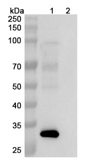 Fepixnebart Antibody - WB