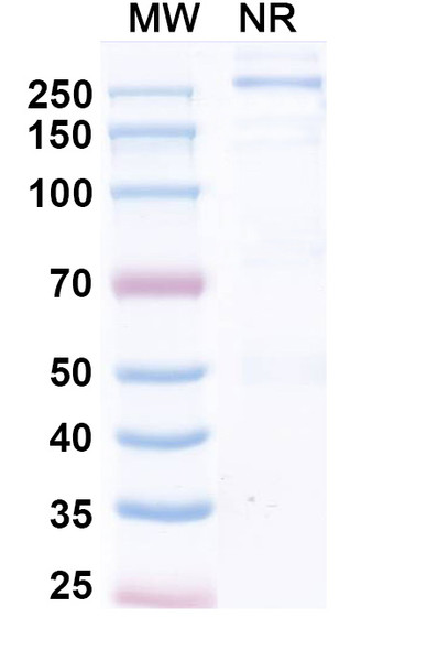 Fepixnebart Antibody - SDS-PAGE