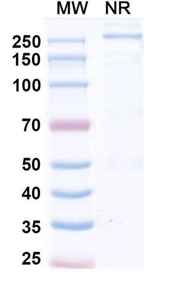 Fepixnebart Antibody - SDS-PAGE