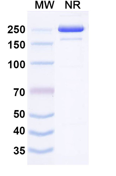 Izeltabart Antibody - SDS-PAGE