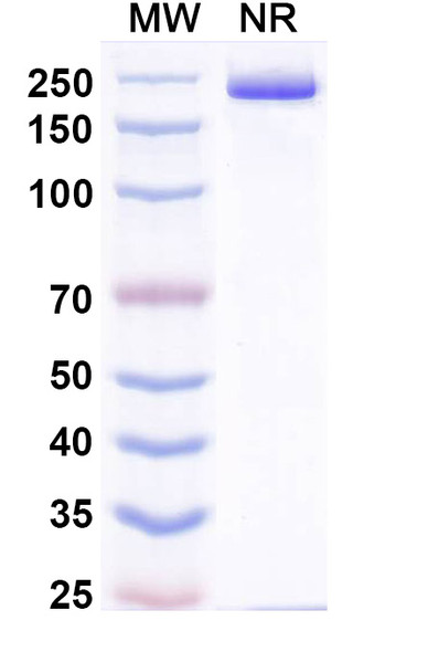 Pradusinstobart Antibody - SDS-PAGE