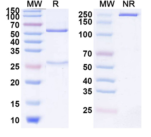 Tobemstomig Antibody - SDS-PAGE