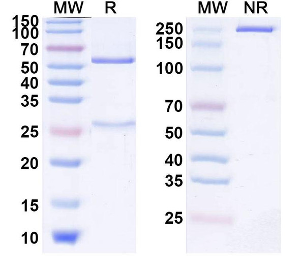 Tobemstomig Antibody - SDS-PAGE