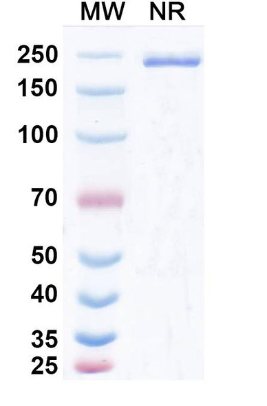 Lomvastomig Antibody - SDS-PAGE